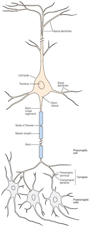 brain - What is the difference between Axon terminal and Synapses ...