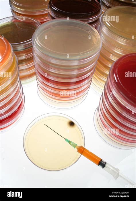 medicinally medical research laboratory dishes paper academic work study Stock Photo - Alamy