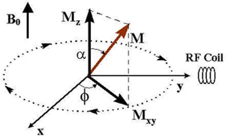 Physiology physics woven fine: Relaxation in the Nuclear Microcosm