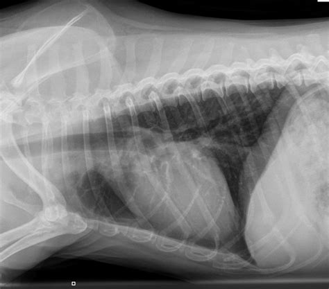 What Caused Murphy's And Ruska'sPneumothorax? | Dawg Business: It's Your Dog's Health!