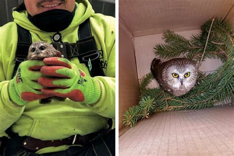 An Adorable Baby Owl Hitchhiked to NYC in the Rockefeller Center Christmas Tree | Travel + Leisure