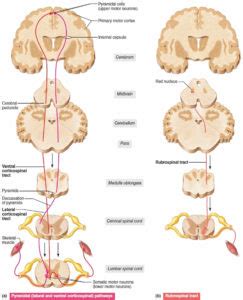 Upper motor neuron definition, disease, upper motor neuron signs & symptoms