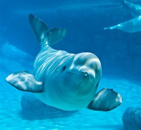 Beluga Whale - Natural History on the Net