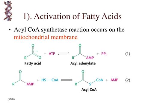 PPT - Chapter 5 lipids metabolism PowerPoint Presentation, free download - ID:4533873