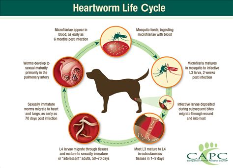 Heartworm Disease in Dogs - Today's Veterinary Nurse