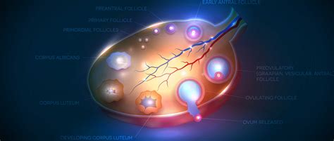 Follicle-stimulating hormone (FSH) function in females