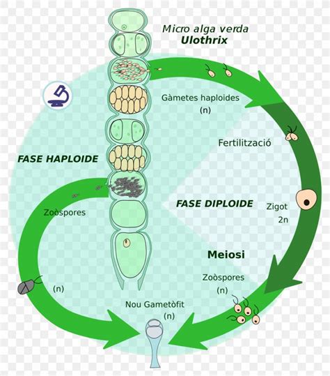 Algae Life Cycle