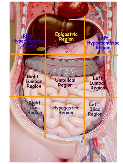 Anatomical Quadrants - Diagram Quadrants Of The Abdomen - Diagramaica - fourteenjuly-1990