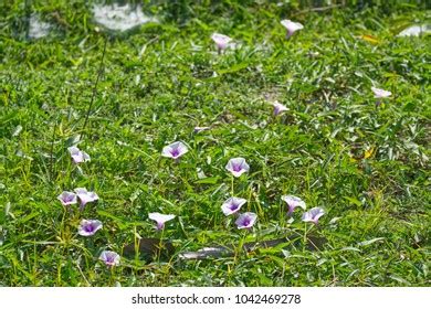 Ipomoea Aquatica Flowers On Field Stock Photo 1042469278 | Shutterstock