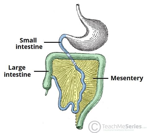 Describe the Function of the Mesentery - KingstongroMelton