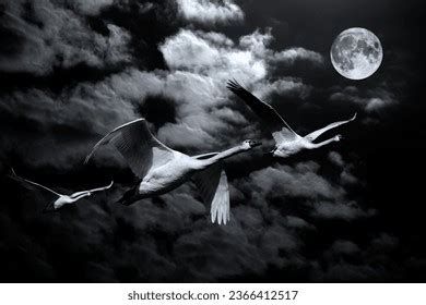 37 Flying Swan Moon Silhouette Images, Stock Photos, 3D objects ...