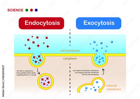 Endocytosis And Exocytosis Venn Diagram