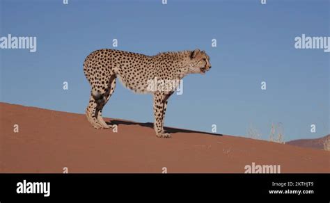 Namib desert animals dunes Stock Videos & Footage - HD and 4K Video ...