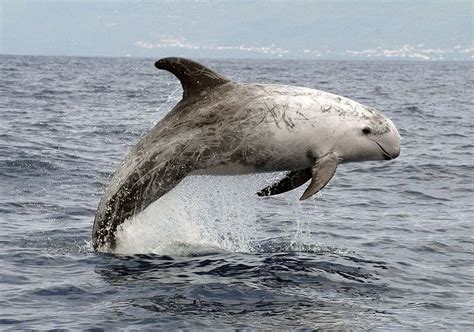 Risso's dolphin (Grampus griseus) the only representative of the genus Grampus. It can reach a ...