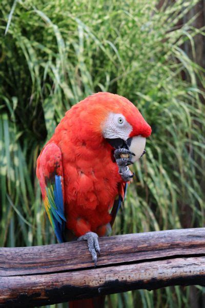 Scarlet Macaw - Cougar Mountain Zoo