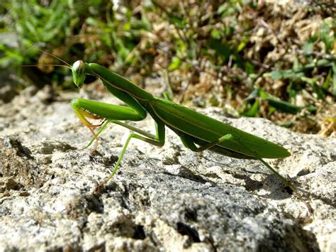 40 Surprising Praying Mantis Facts You Probably Didn't Know About