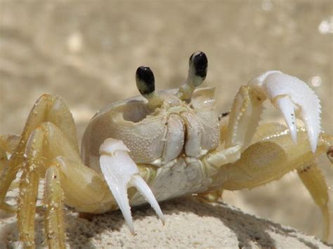 Not so friendly sand crab! Great pic | Pet hacks, Great pic, Marine life