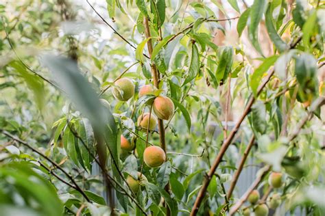 Growing Peach Tree From Seed - Back Gardener