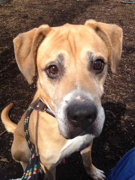 Brookhaven Animal Shelter Senior Dog Adoption Event | Patchogue, NY Patch