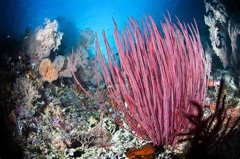 Stunning Underwater Plants and Sea Life on the Ocean Floor