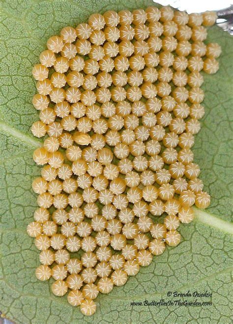 Mourning Cloak Butterfly Larvae