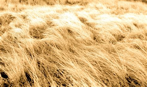 Free Dry grass Stock Photo - FreeImages.com