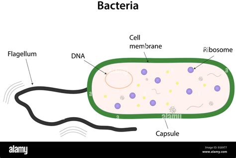 Bacteria Labeled Diagram Stock Vector Image & Art - Alamy