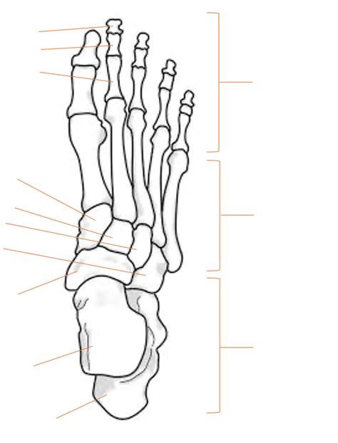 Tarsals, Metatarsals, and Phalanges Diagram | Quizlet