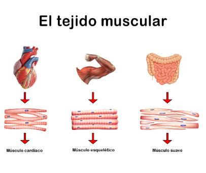 Función de los MÚSCULOS y del tejido muscular - RESUMEN + FOTOS!!