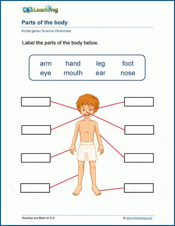 Parts of the body worksheets | K5 Learning