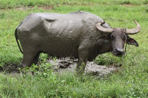 animals of the Philippines | Carabao (National Animal of the Philippines) AN-1275 | animals of ...