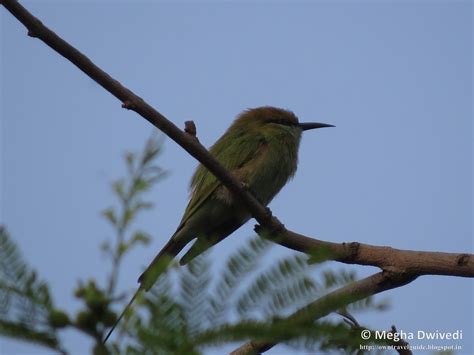 Amazing Birds in INDIA: Pashan Lake, Pune