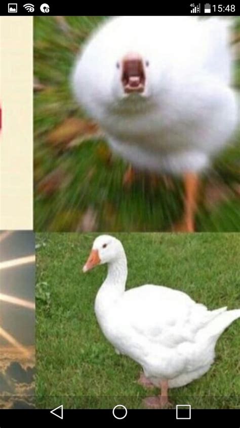 Create meme "breeds of geese, goose, goose vs duck" - Pictures - Meme-arsenal.com