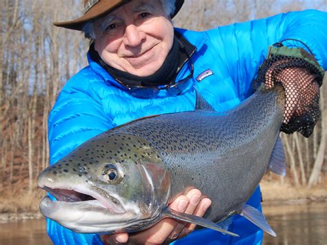 Michigan Steelhead Fishing | Muskegon River Steelhead Guides | Great ...