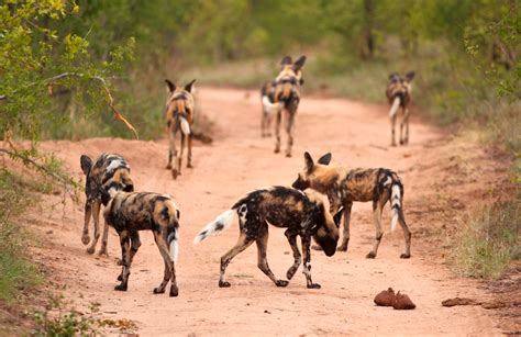 African wild dog pack by Matt Meyer | MalaMala Game Reserve | Flickr