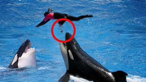 Killer Whale Attacks