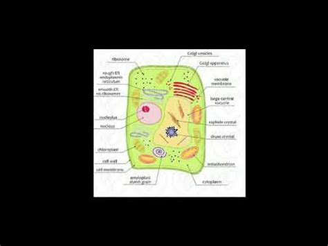 IX-Science, Important diagrams with labellings - YouTube