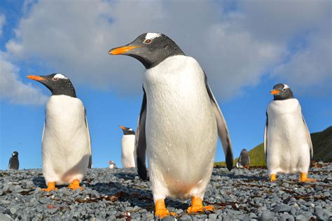 Gentoo penguin – Australian Antarctic Program