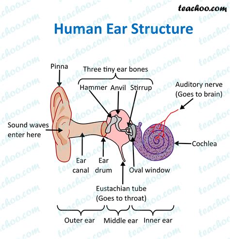 Structure and Function of Human Ear - with Diagram - Teachoo