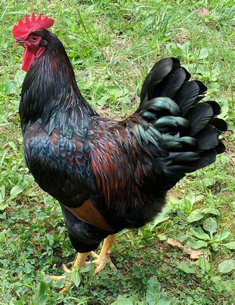 Barnevelder Dark Brown Egg Laying Chicks | Cackle Hatchery® | Chickens backyard, Barnevelder ...