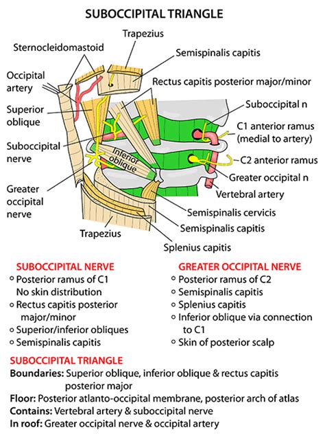 Instant Anatomy - Head and Neck - Areas/Organs - Vertebral column - Suboccipital triangle