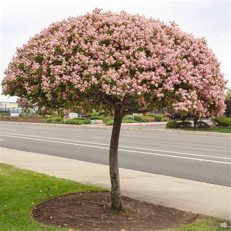 Indian Hawthorn 'Majestic Beauty' Standard Trunk — Green Acres Nursery ...