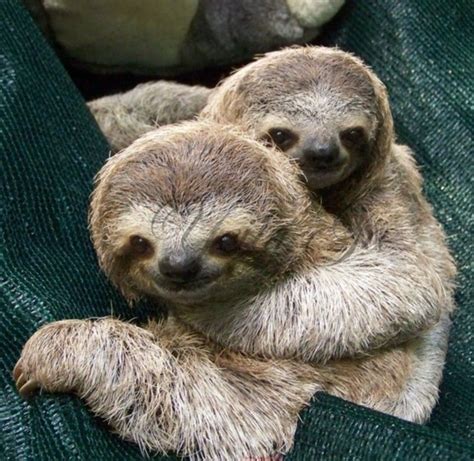 Pin by Thomas Dargan on AmazingMammalsBig&Small | Cute baby sloths, Cute sloth pictures, Sloth