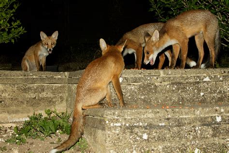 Fox Cubs Enjoying the Summer | Everything is Permuted