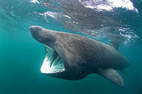 Basking Shark | Cetorhinus maximus