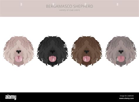 Bergamasco shepherd clipart. Different coat colors and poses set. Vector illustration Stock ...