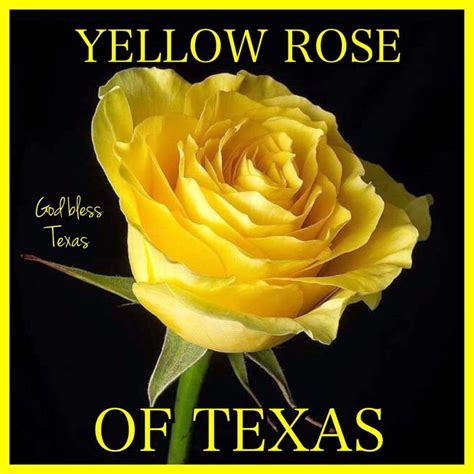 Yellow Rose of Texas | Rose flower photos, Yellow rose flower, Yellow roses