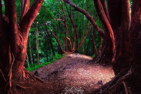 bukit hutan merah jerantut - Elizabeth Ince