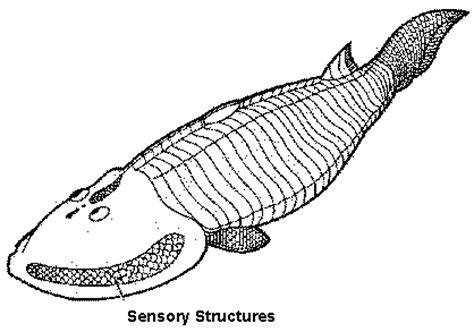 All remaining vertebrates have jaws and are GNATHOSTOMES