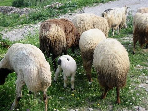 Mutton (sheep) | Gracing sheep are EVERYWHERE in Tunisia. He… | Flickr